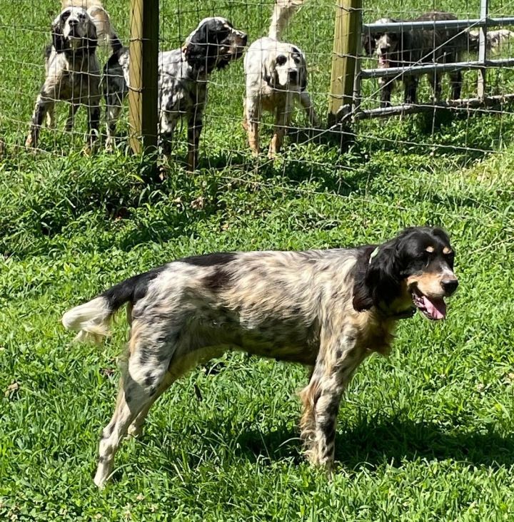 Katie (purebred Llewellen Setter) 3