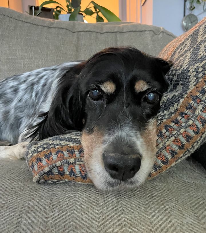 Katie (purebred Llewellen Setter) 4