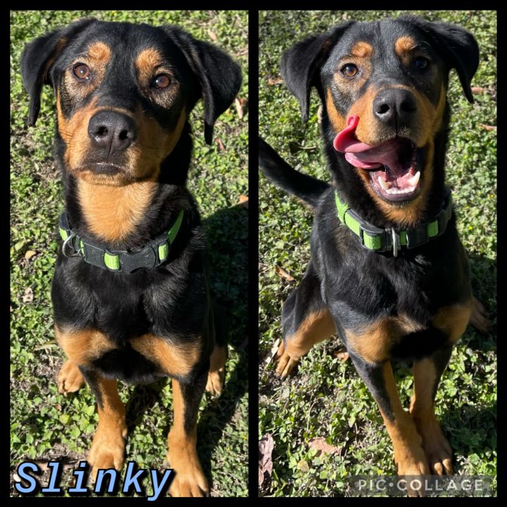 Slinky, an adopted Hound Mix in Universal City, TX_image-1