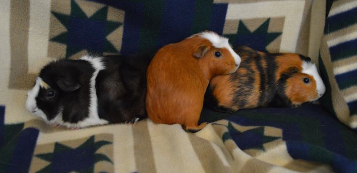 Thomas, Houdini and Artie, an adopted Guinea Pig in Onalaska, WI_image-2