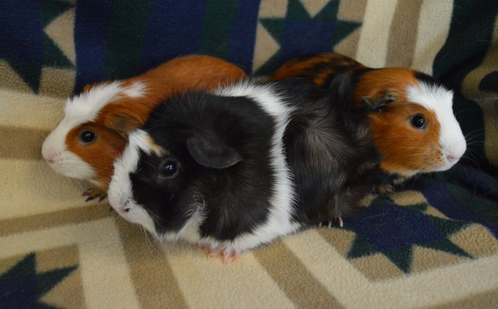 Thomas, Houdini and Artie, an adopted Guinea Pig in Onalaska, WI_image-3