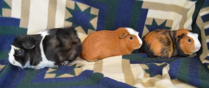 Thomas, Houdini and Artie, an adopted Guinea Pig in Onalaska, WI_image-4