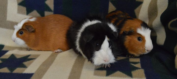 Thomas, Houdini and Artie, an adopted Guinea Pig in Onalaska, WI_image-5