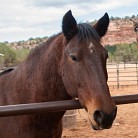 Tangle, Senior Male unknown