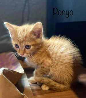 Ponyo