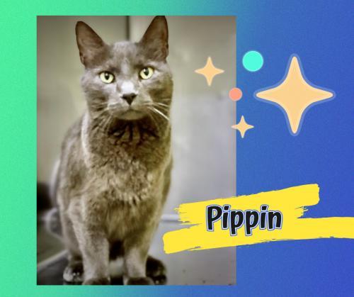 Pippin 1