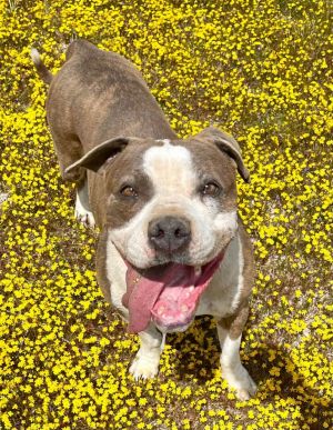 WOOF - Im sweet and happy Dorothy Im a 4-year-old female brown brindle  white Pit Bull Terrier i