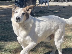 Desert Dog White Knight, Adult Male Australian Cattle Dog / Blue Heeler