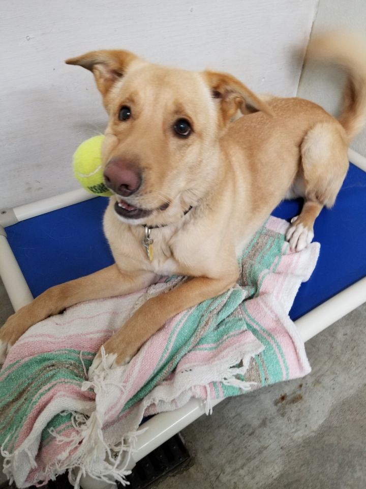 Dog for adoption Dexter, a German Shepherd Dog & Husky Mix in