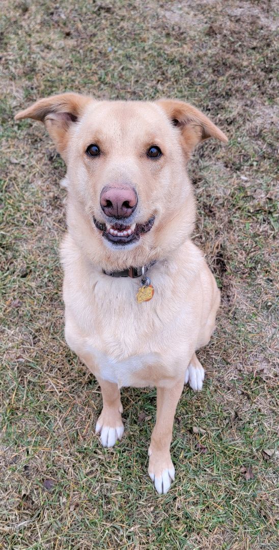 Dexter, an adoptable German Shepherd Dog, Husky in Wahpeton, ND, 58075 | Photo Image 4