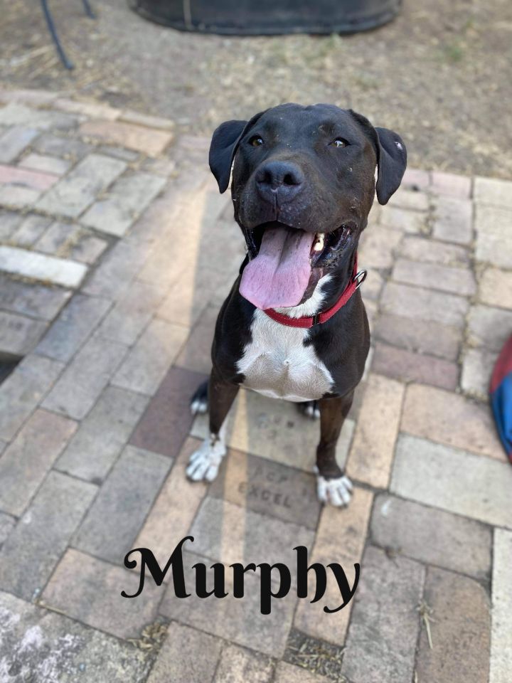 Murphy  1