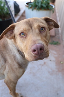 Josie, an adoptable Mixed Breed, Shepherd in Page, AZ, 86040 | Photo Image 1