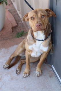Josie, an adoptable Mixed Breed, Shepherd in Page, AZ, 86040 | Photo Image 2