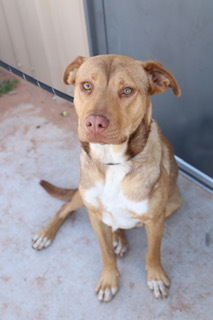 Josie, an adoptable Mixed Breed, Shepherd in Page, AZ, 86040 | Photo Image 3
