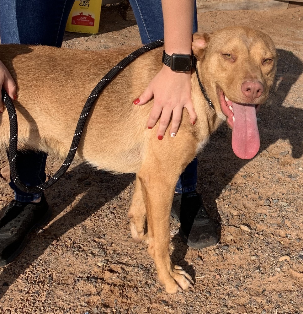 Josie, an adoptable Mixed Breed, Shepherd in Page, AZ, 86040 | Photo Image 4