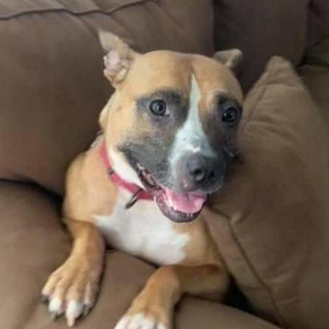 Daisy, an adoptable Pit Bull Terrier in Wichita, KS, 67278 | Photo Image 3