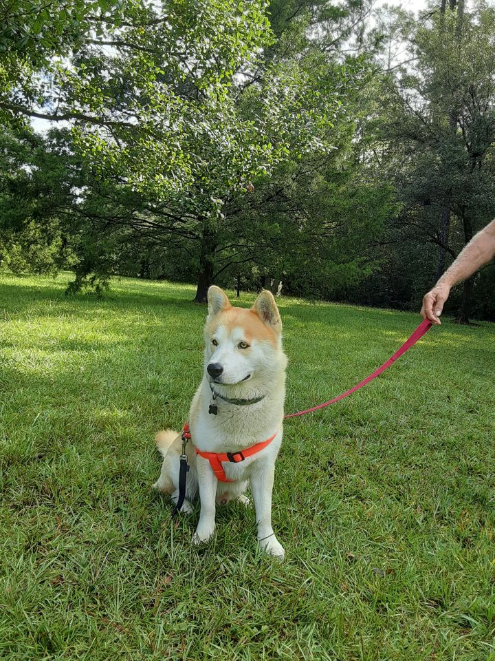 Buddy, an adoptable Siberian Husky & Chow Chow Mix in Gulfport, MS_image-1