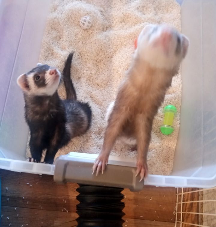 Tink and Pepper, an adopted Ferret in Brandy Station, VA_image-1