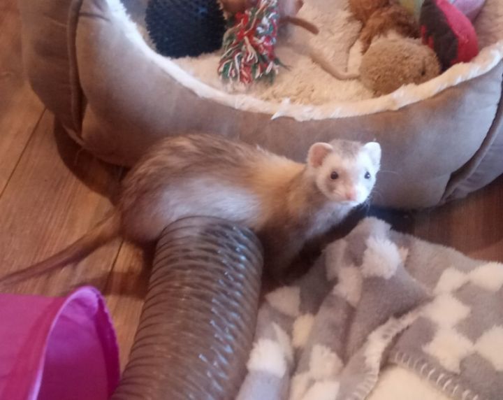 Tink and Pepper, an adopted Ferret in Brandy Station, VA_image-3