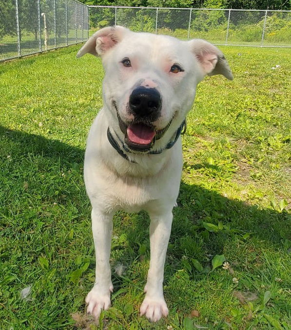 Orion, an adoptable Pit Bull Terrier in Arlington, VT, 05250 | Photo Image 1