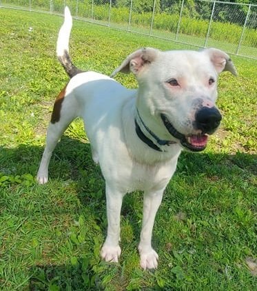 Orion, an adoptable Pit Bull Terrier in Arlington, VT, 05250 | Photo Image 2