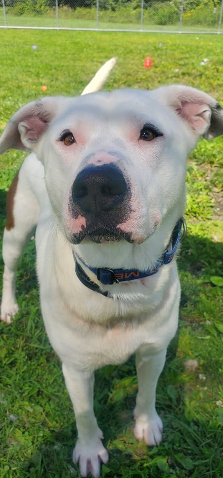 Orion, an adoptable Pit Bull Terrier in Arlington, VT, 05250 | Photo Image 3