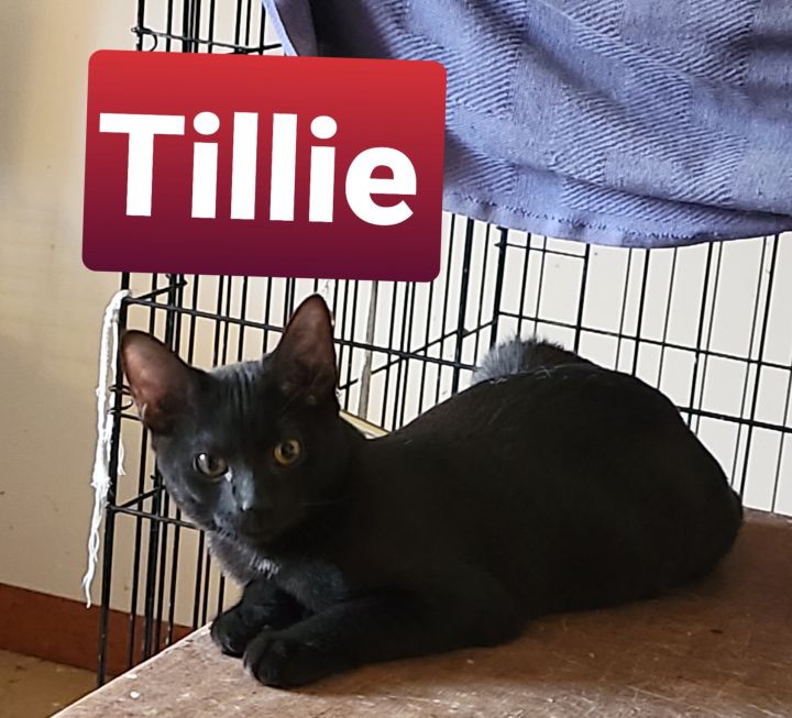 Tillie (Tammy's foster) 2