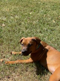 Odie, an adoptable Boxer in Matthews, NC, 28106 | Photo Image 2