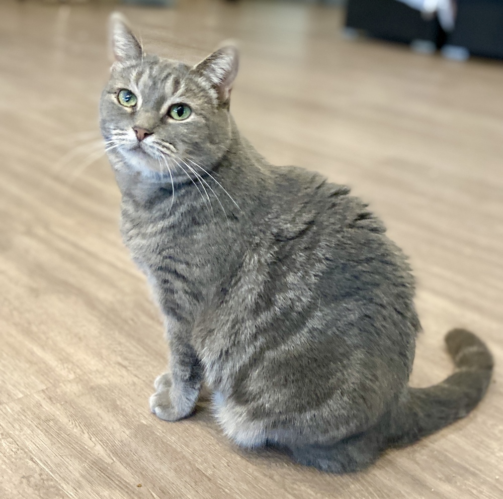 Dove, an adoptable Domestic Short Hair, Tabby in New Cumberland, WV, 26047 | Photo Image 1