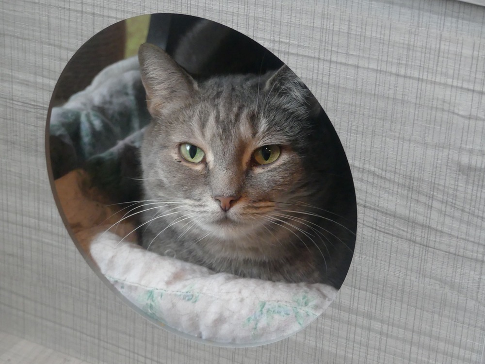 Dove, an adoptable Domestic Short Hair, Tabby in New Cumberland, WV, 26047 | Photo Image 2