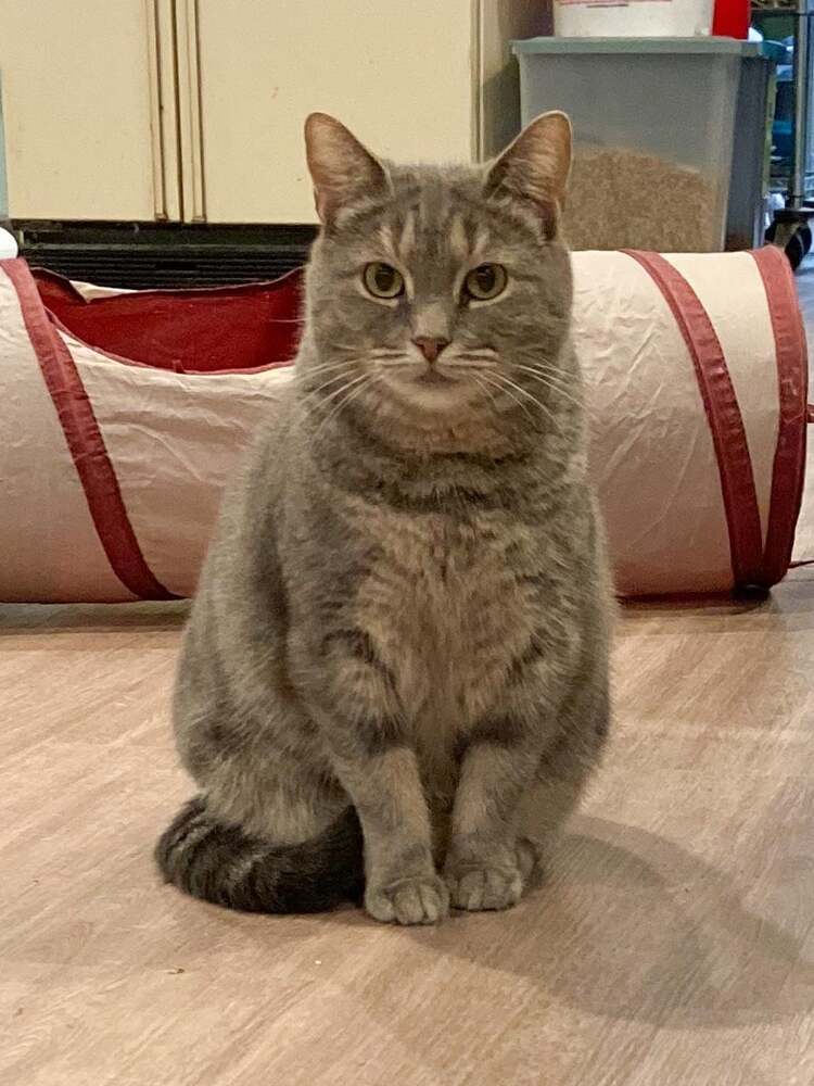 Dove, an adoptable Domestic Short Hair, Tabby in New Cumberland, WV, 26047 | Photo Image 4