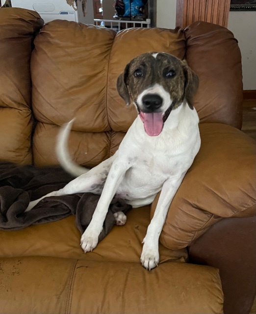 Zoe, an adoptable Foxhound, Labrador Retriever in Goodlettsville, TN, 37070 | Photo Image 1