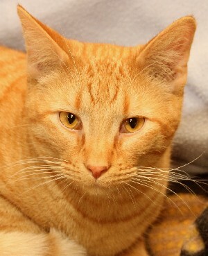 Franklin, an adoptable Tabby in Savannah, MO, 64485 | Photo Image 1