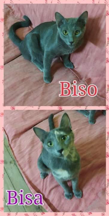 BISA AND BISO - EGYPTIAN MAUS, an adoptable Egyptian Mau in Hamilton, ON, L8L 7K2 | Photo Image 1