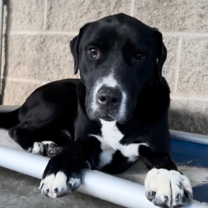 Gomez, an adoptable Labrador Retriever, Boxer in Portsmouth, OH, 45662 | Photo Image 2
