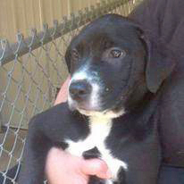 Gomez, an adoptable Labrador Retriever, Boxer in Portsmouth, OH, 45662 | Photo Image 3