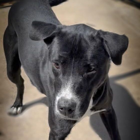 Gomez, an adoptable Labrador Retriever, Boxer in Portsmouth, OH, 45662 | Photo Image 4