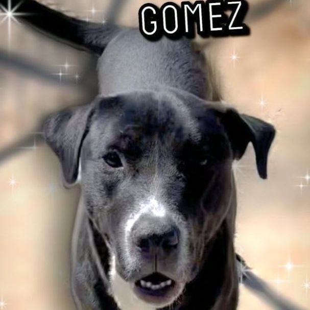 Gomez, an adoptable Labrador Retriever, Boxer in Portsmouth, OH, 45662 | Photo Image 1