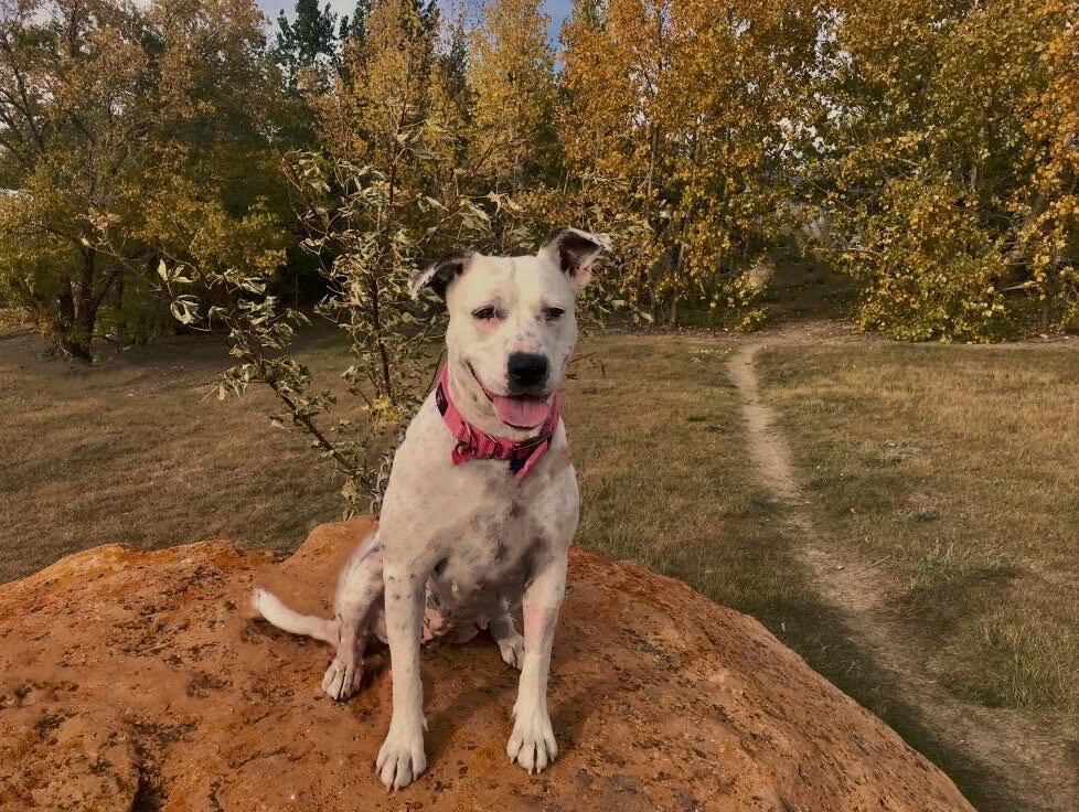 Queenie, an adoptable Mixed Breed in Saskatoon, SK, s7h 3a1 | Photo Image 2