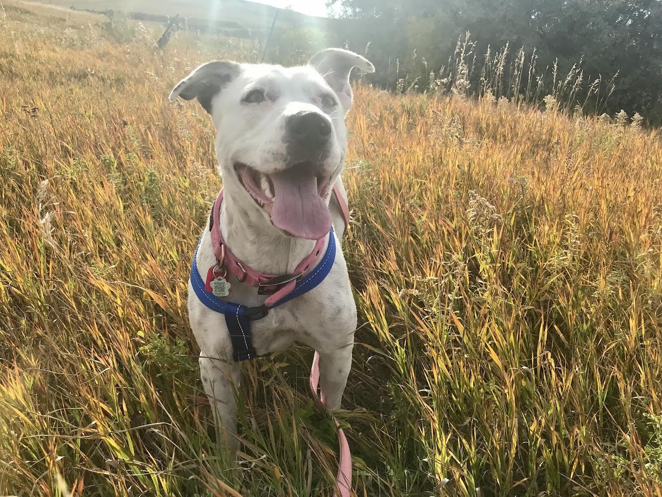 Queenie, an adoptable Mixed Breed in Saskatoon, SK, s7h 3a1 | Photo Image 3