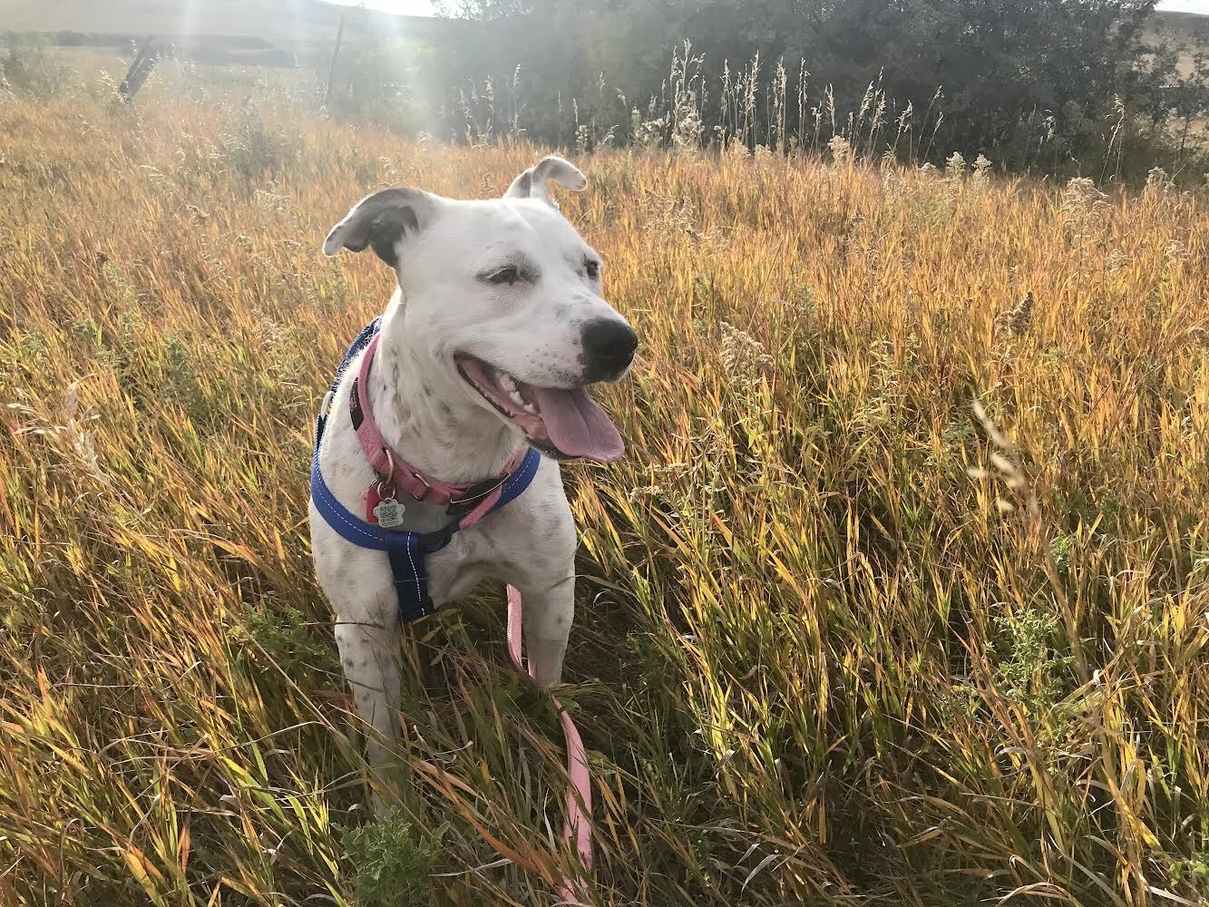 Queenie, an adoptable Mixed Breed in Saskatoon, SK, s7h 3a1 | Photo Image 4