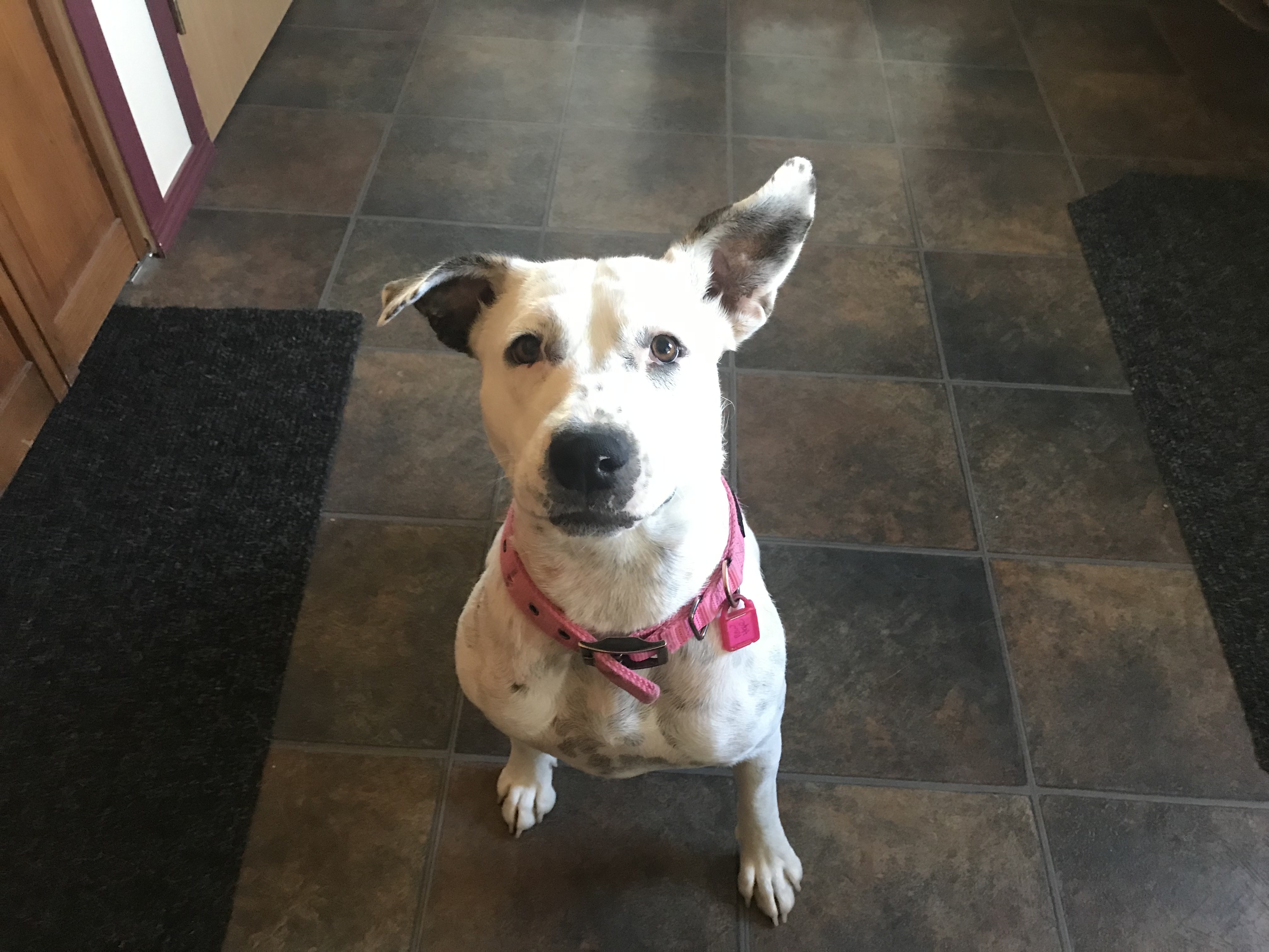Queenie, an adoptable Mixed Breed in Saskatoon, SK, s7h 3a1 | Photo Image 5