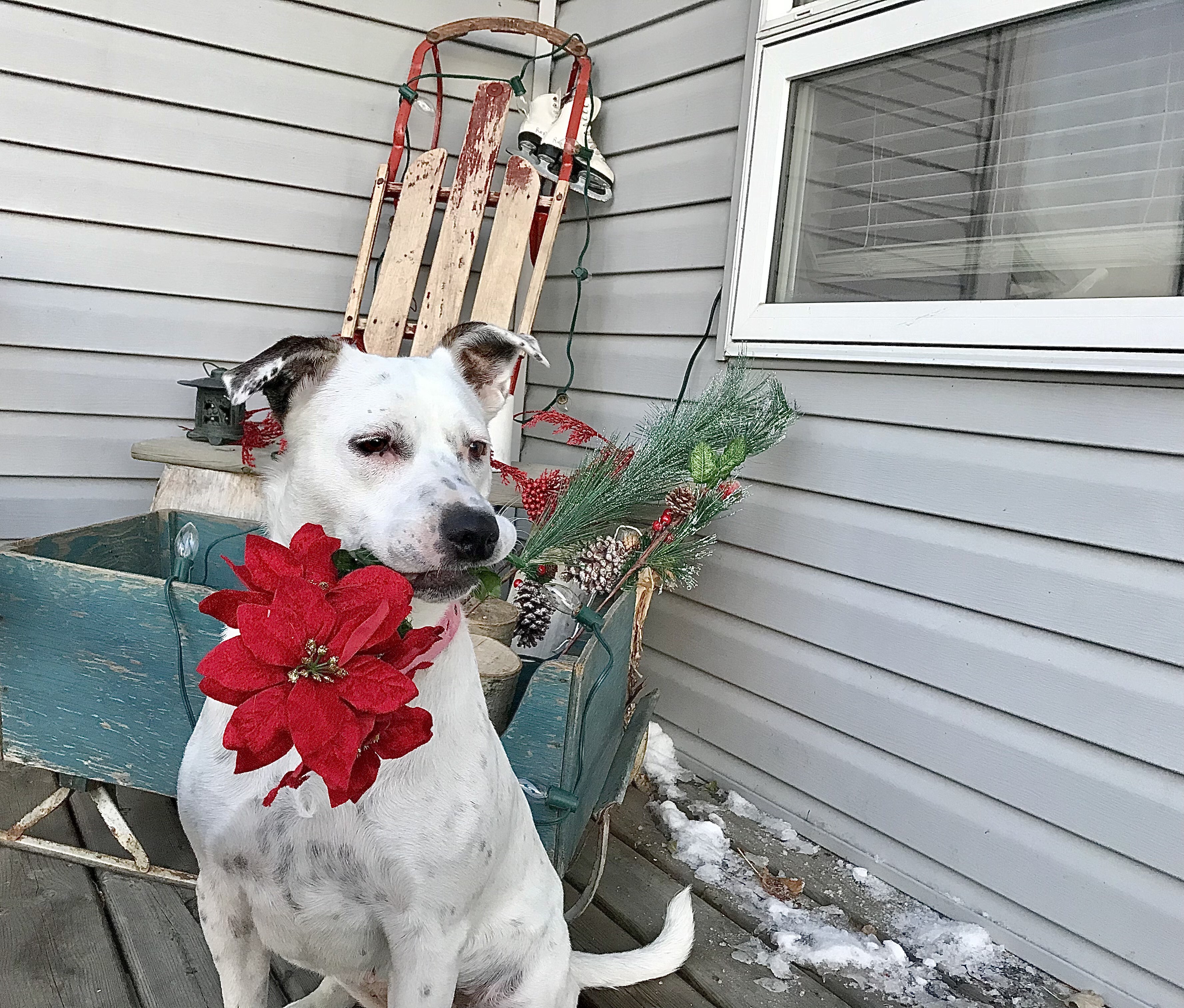 Queenie, an adoptable Mixed Breed in Saskatoon, SK, s7h 3a1 | Photo Image 1