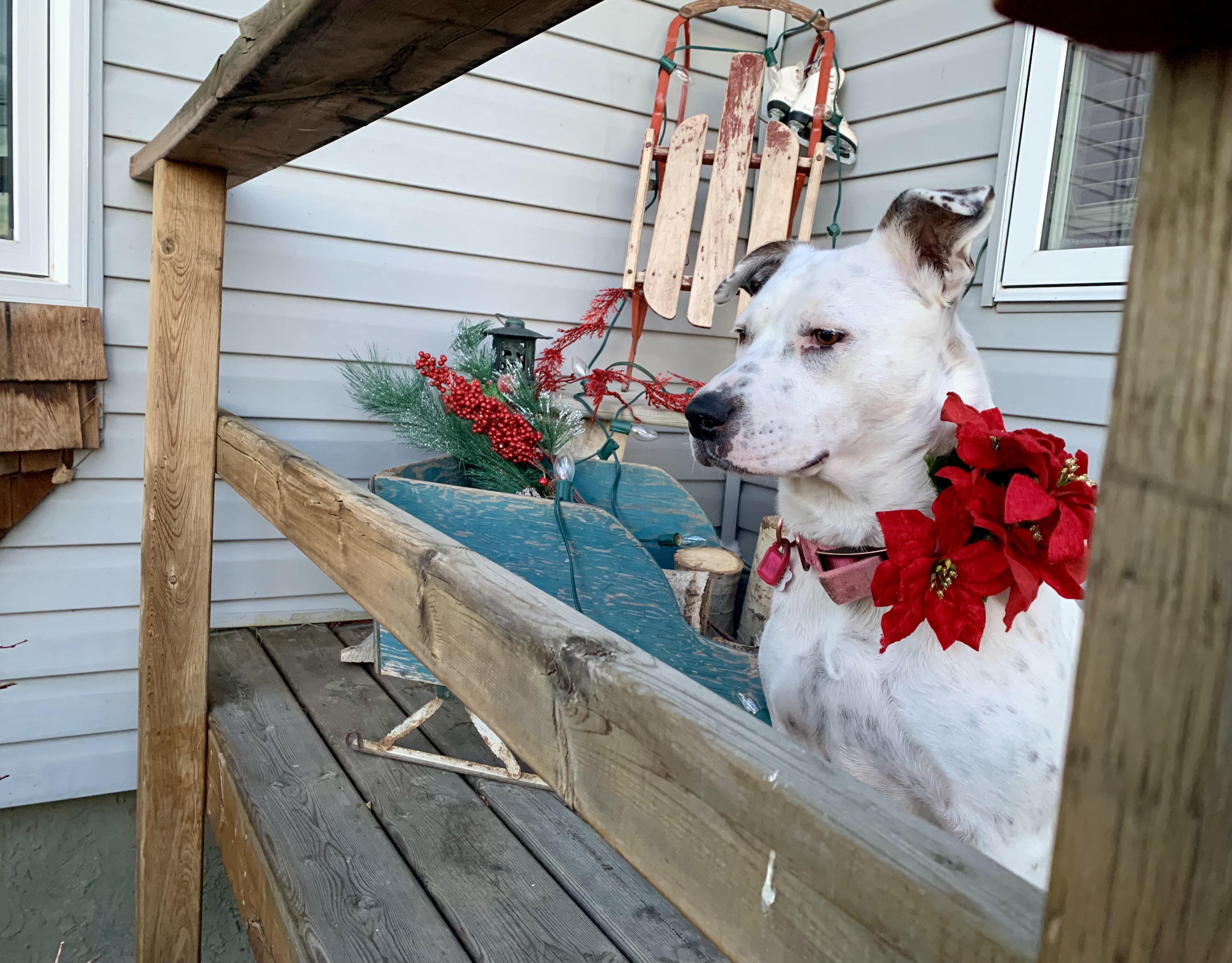 Queenie, an adoptable Mixed Breed in Saskatoon, SK, s7h 3a1 | Photo Image 6