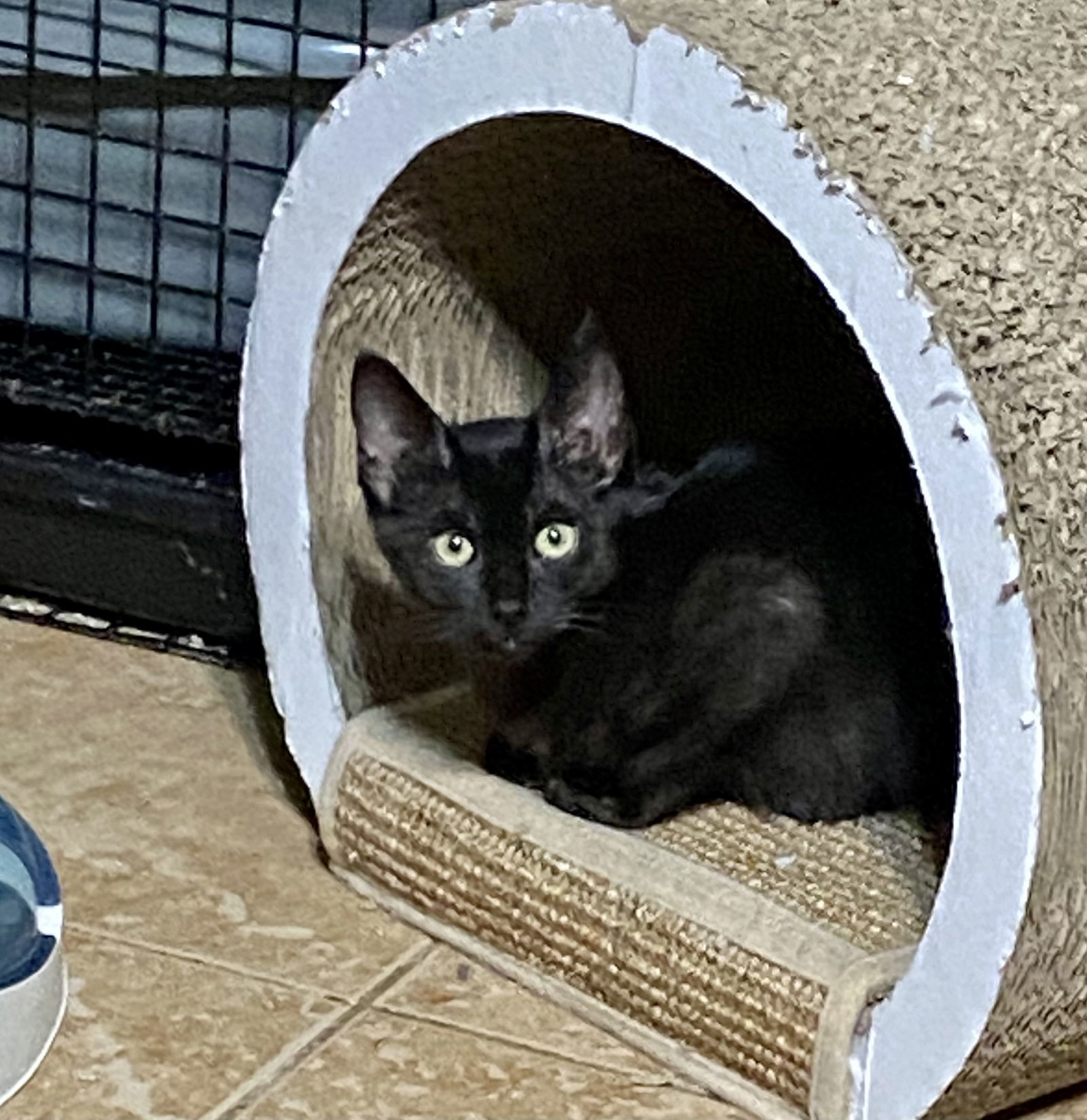 NEWTON, an adoptable Domestic Short Hair, Bombay in Cypress, TX, 77433 | Photo Image 1