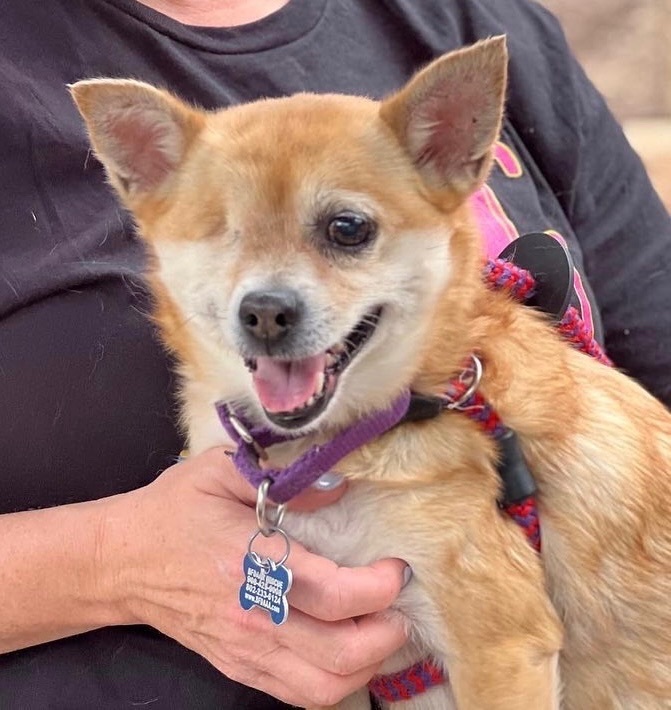 Chloe, an adopted Chihuahua in Cranford, NJ_image-2