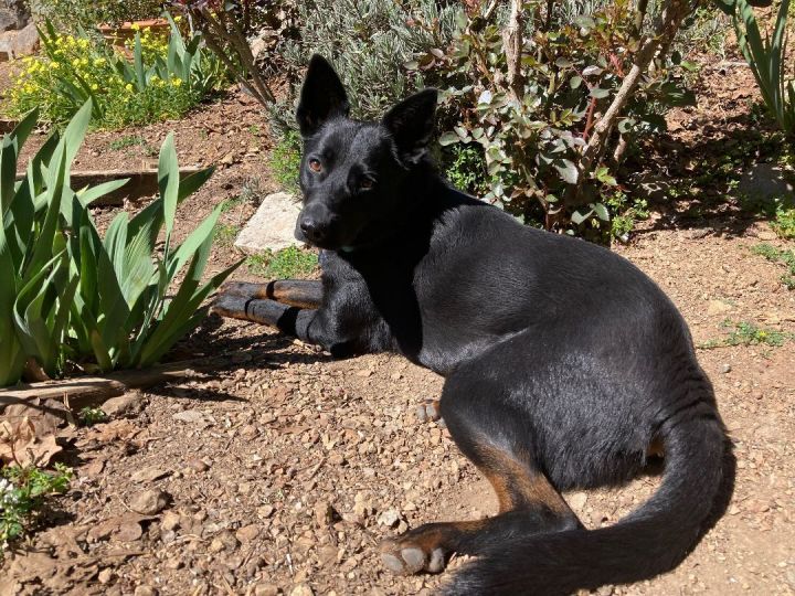 Marlon, an adopted German Shepherd Dog Mix in Santa Rosa, CA_image-1