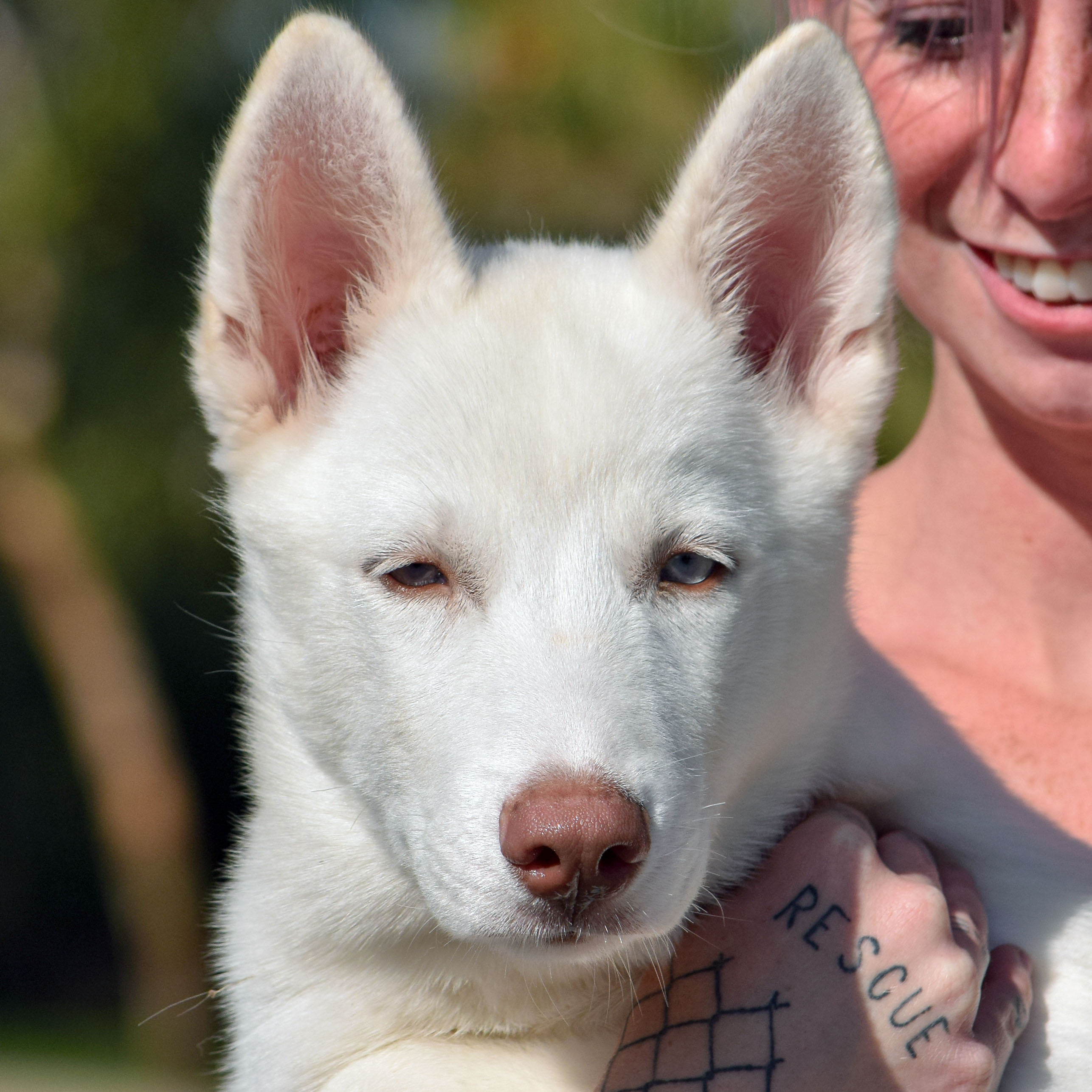 Maru, an adoptable Husky in Huntley, IL, 60142 | Photo Image 5