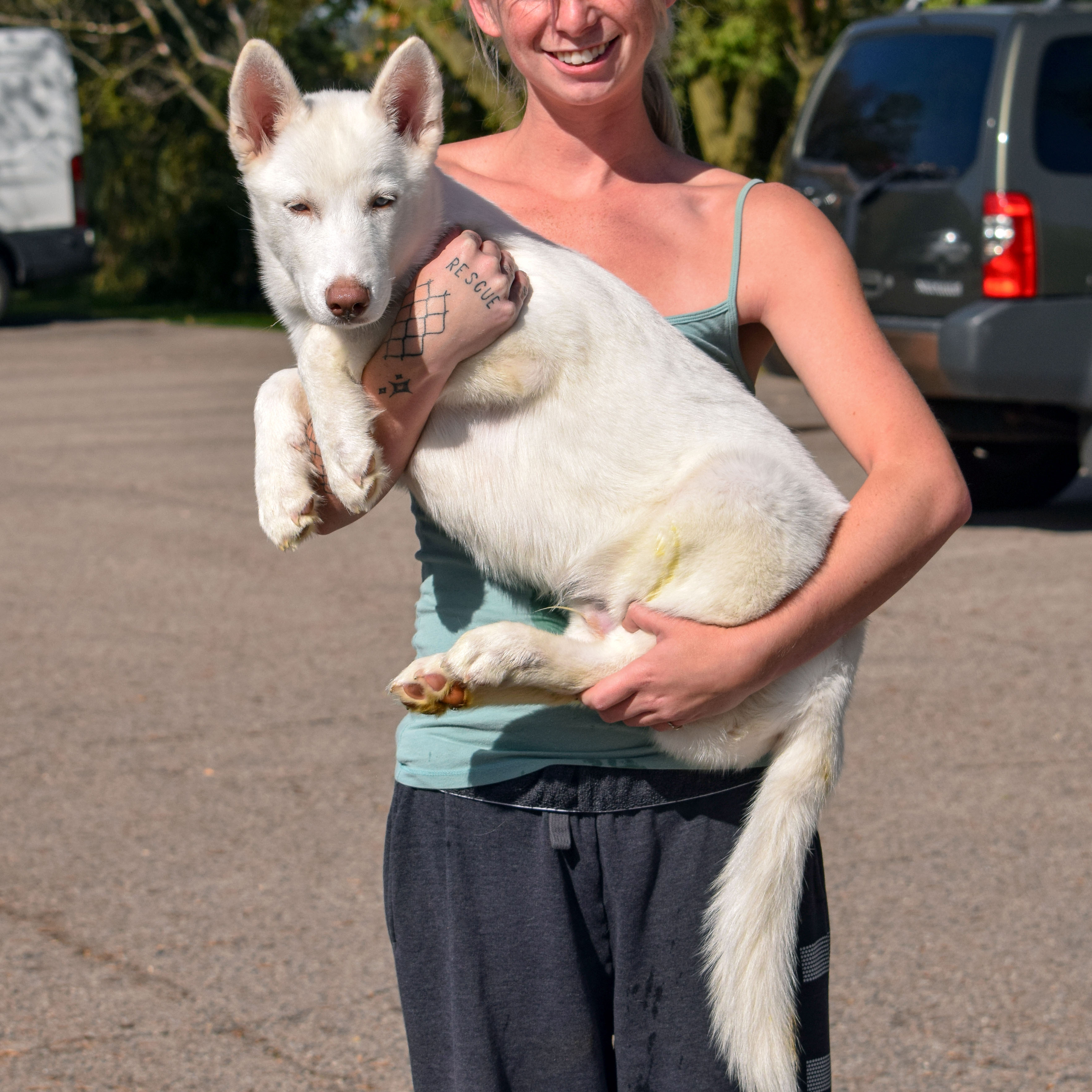 Maru, an adoptable Husky in Huntley, IL, 60142 | Photo Image 6