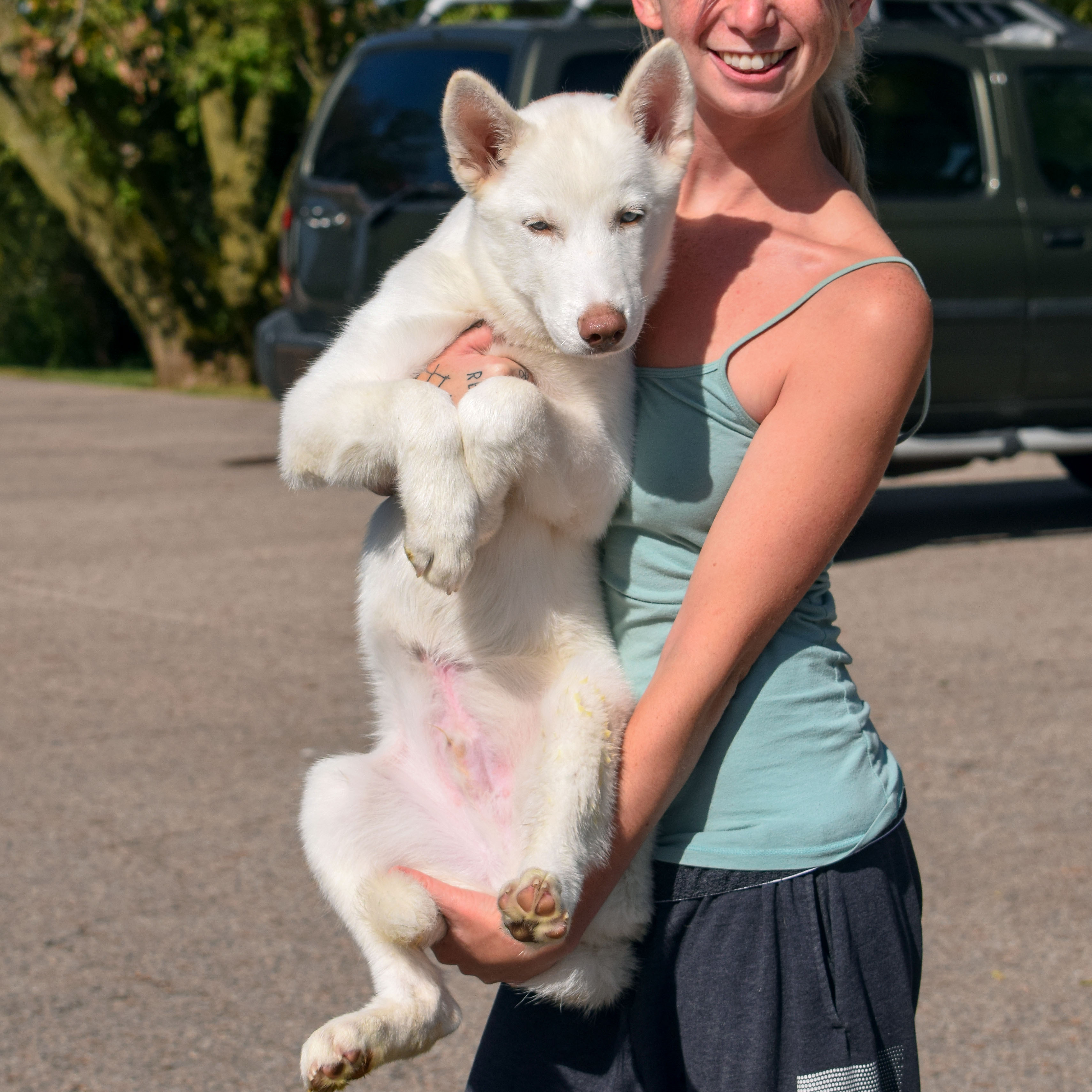 Maru, an adoptable Husky in Huntley, IL, 60142 | Photo Image 7